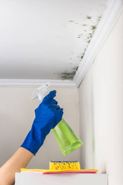 Best Local Mold Removal Service  in Brentwood, NY